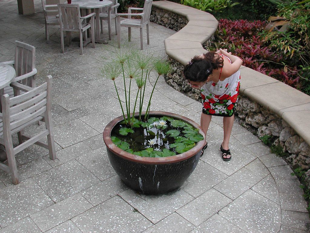 How to Make a Container Water Garden
